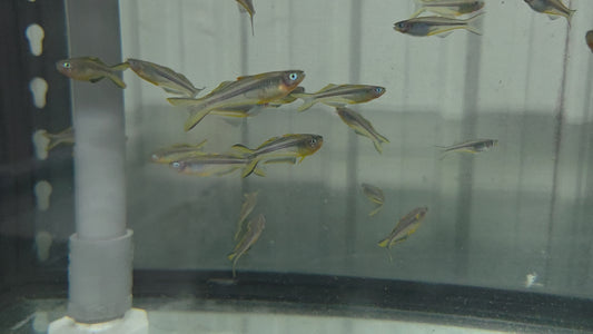 霓虹燕子種魚3隻一組