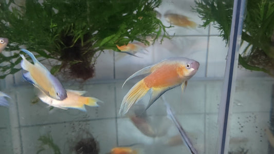 澳洲火焰
