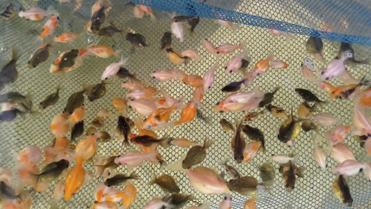 朱麟苗20隻