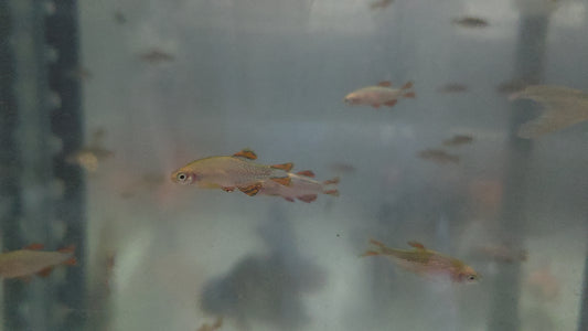火翅金鑽種魚（特價）