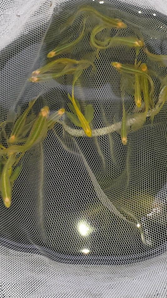 草綠大帆蝴蝶仙子