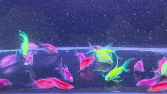 綜合大帆螢光磚魚