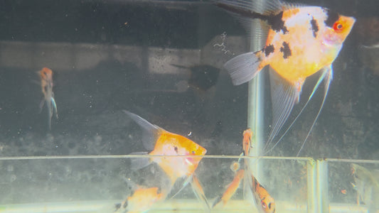 紅魔鬼神仙