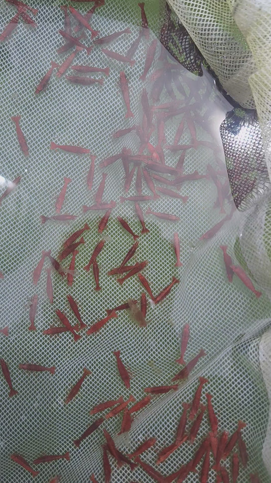 小極火蝦70隻111