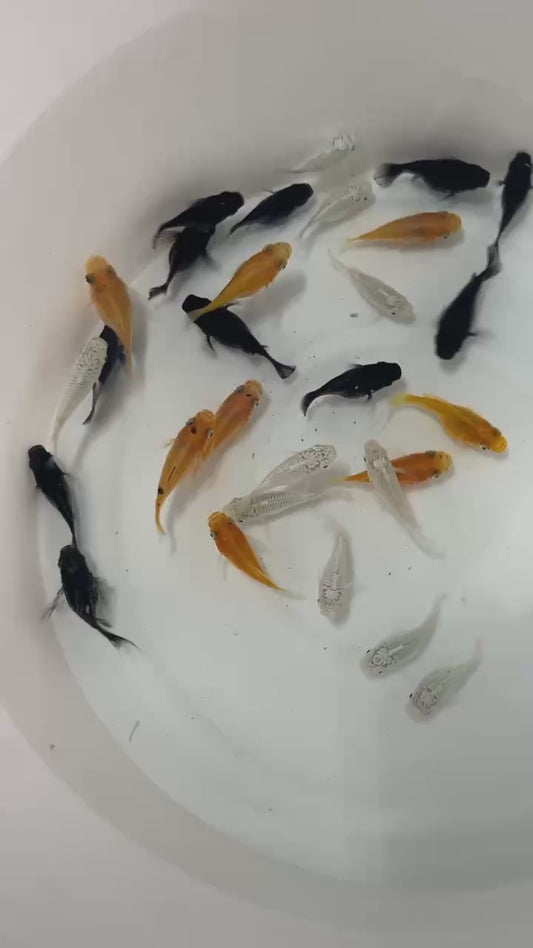 黑球/白球/金球