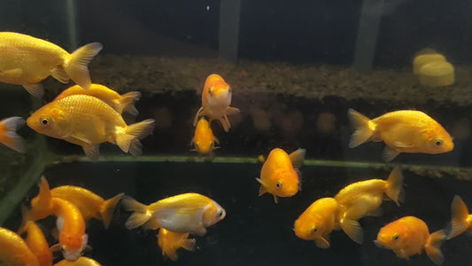 小蘭壽5-6公分