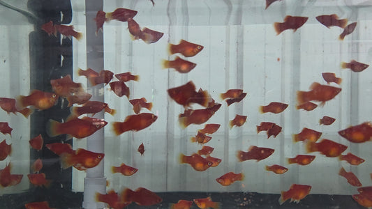 特大紅球（超紅）