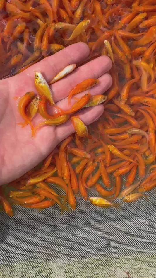 火焰龍鯉5-7公分6隻