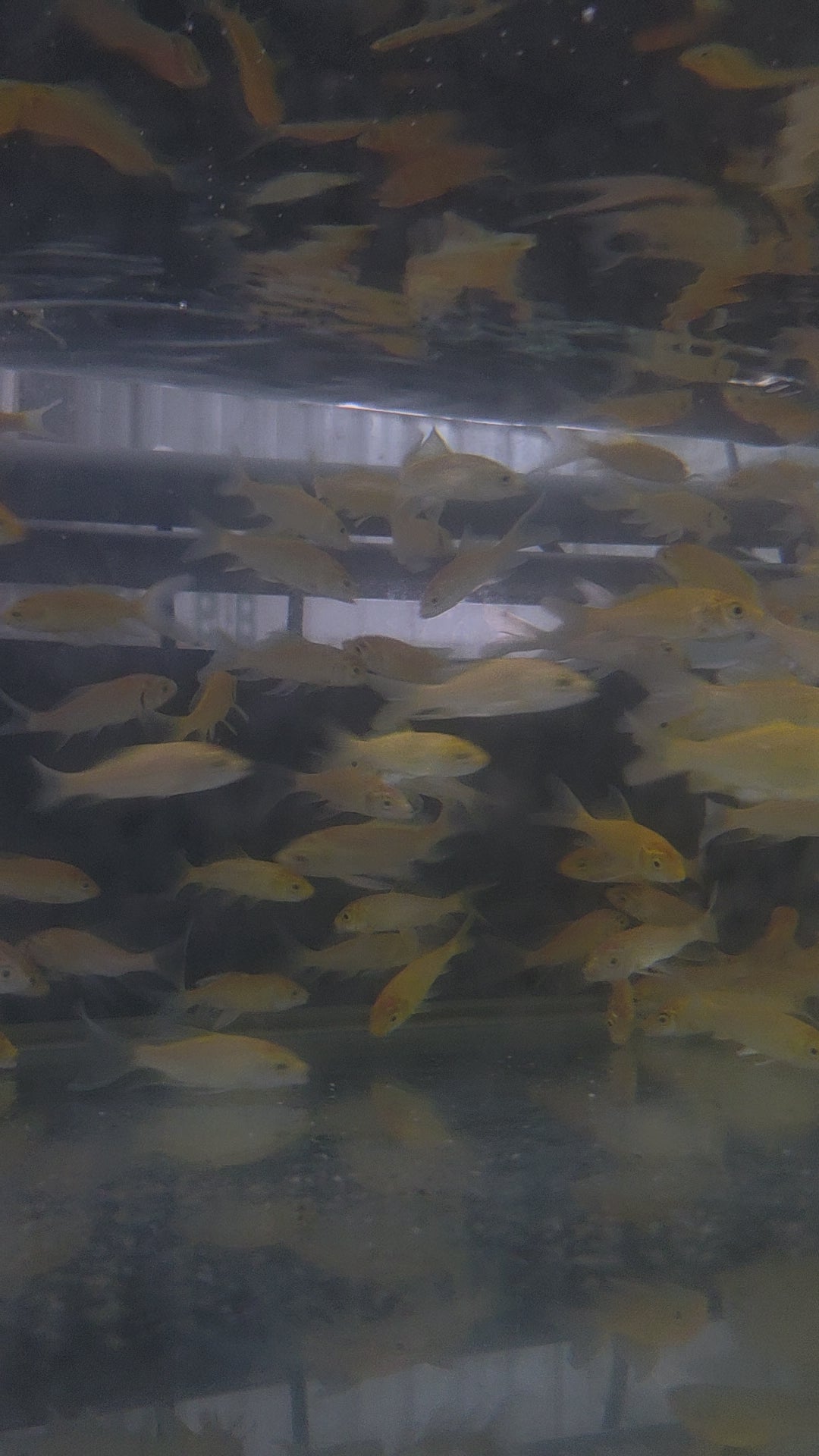 黃金蝴蝶龍鯉6公分