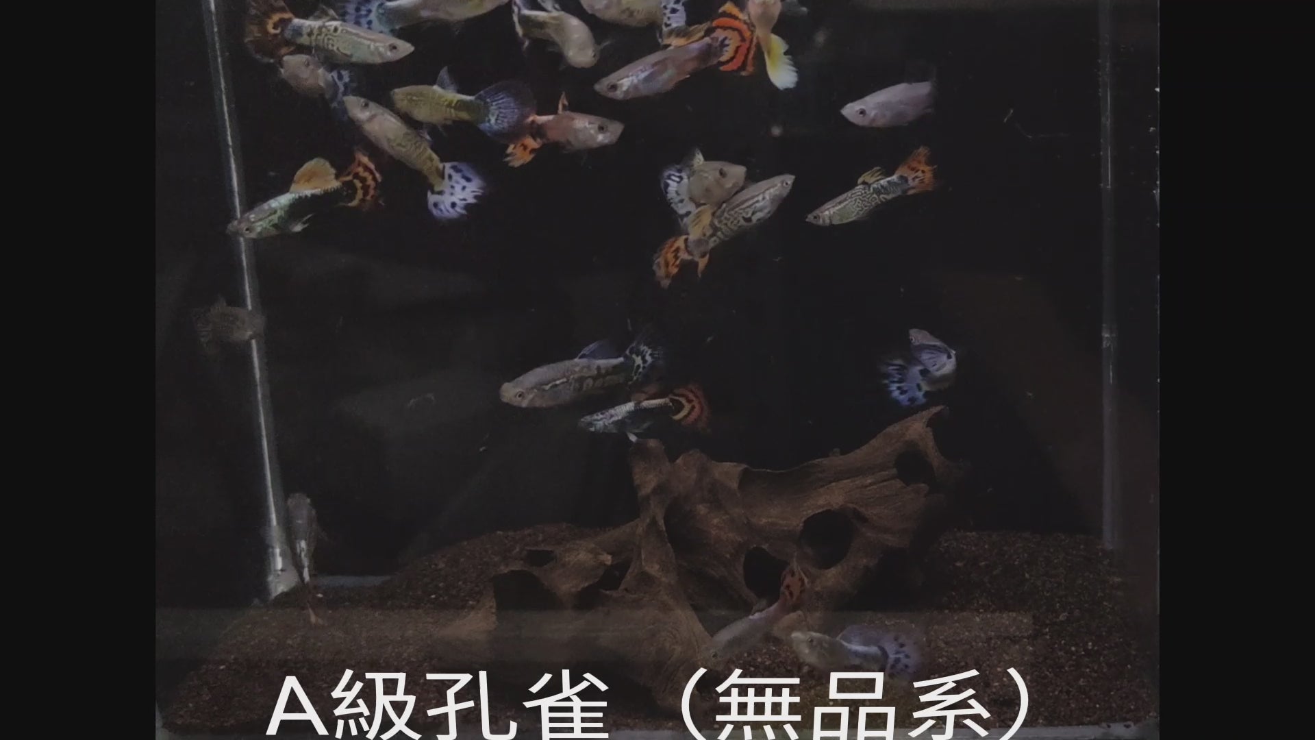 綜合大尾孔雀