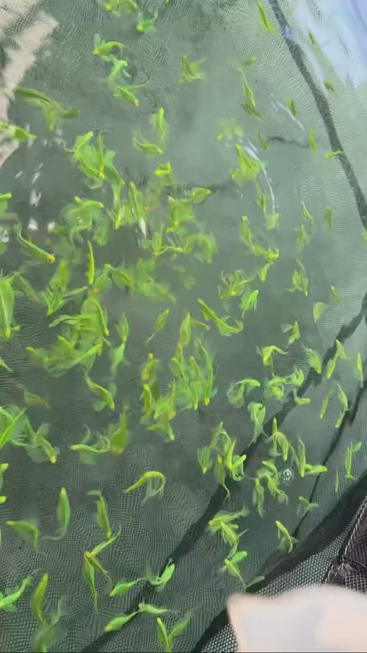 巨無霸深綠蝴蝶仙子種魚
