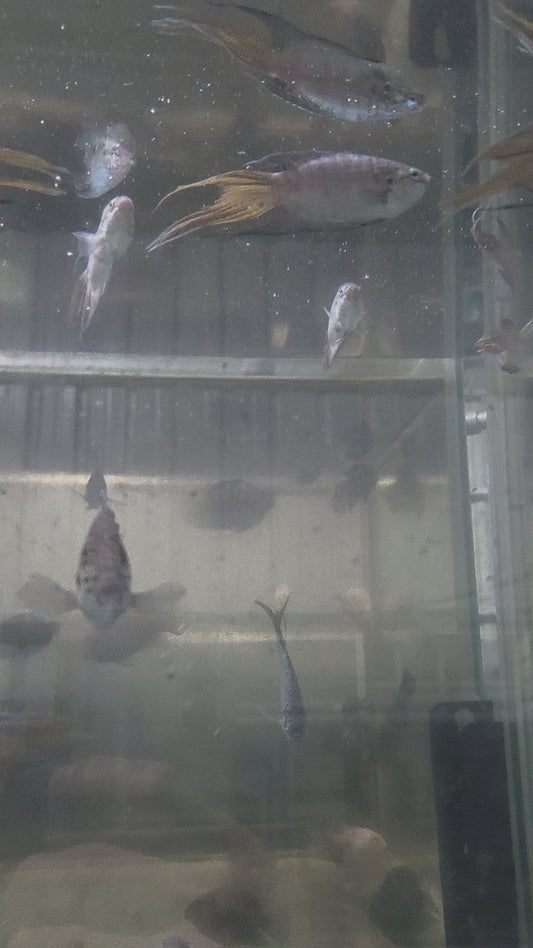 特大彩兔（蓋班鬥魚）