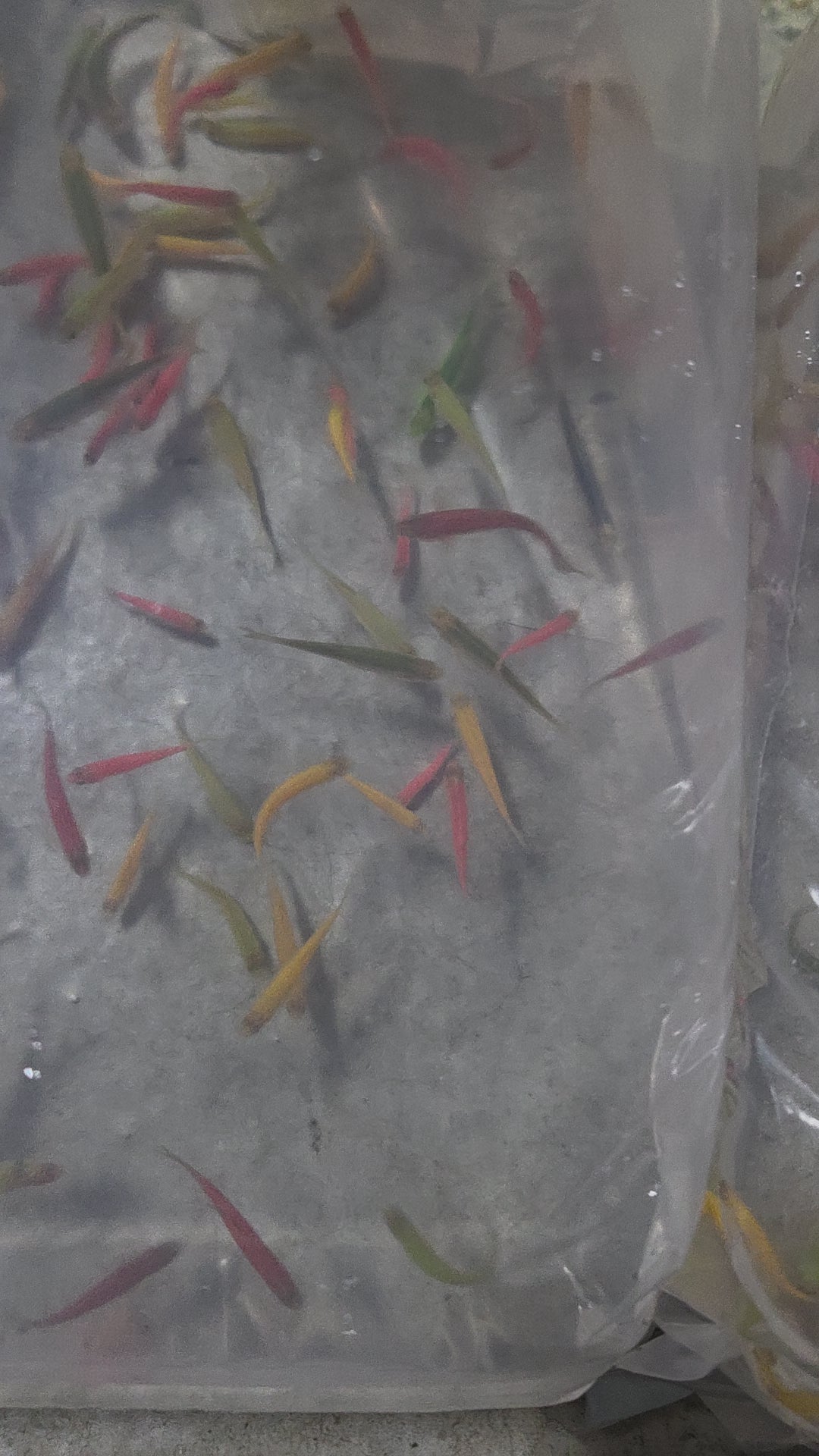 各色斑馬/仙子魚