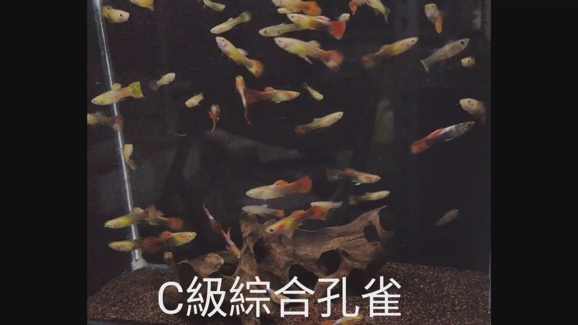 綜合大尾孔雀