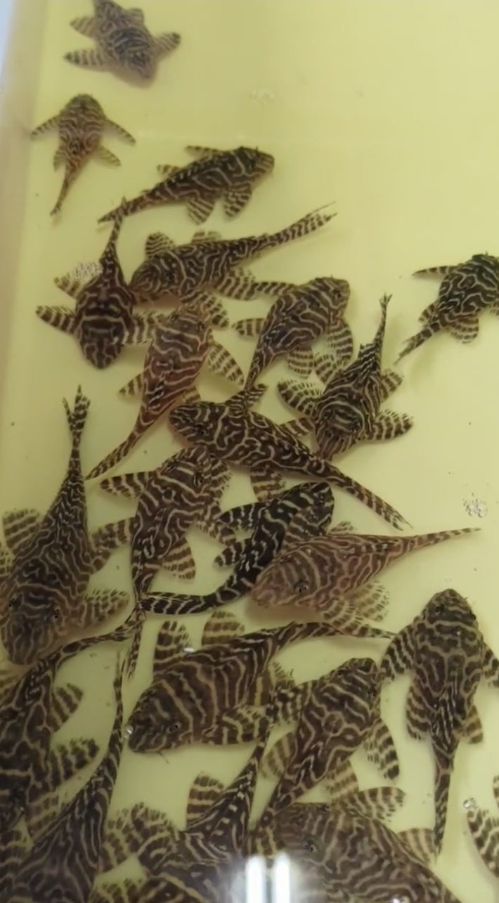 L333黃金帝王迷宮一對