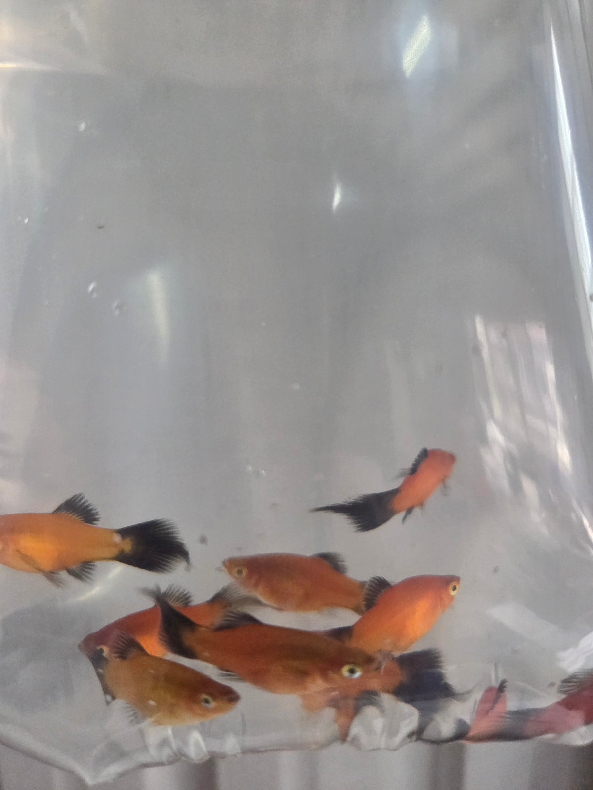 噴火劍10隻