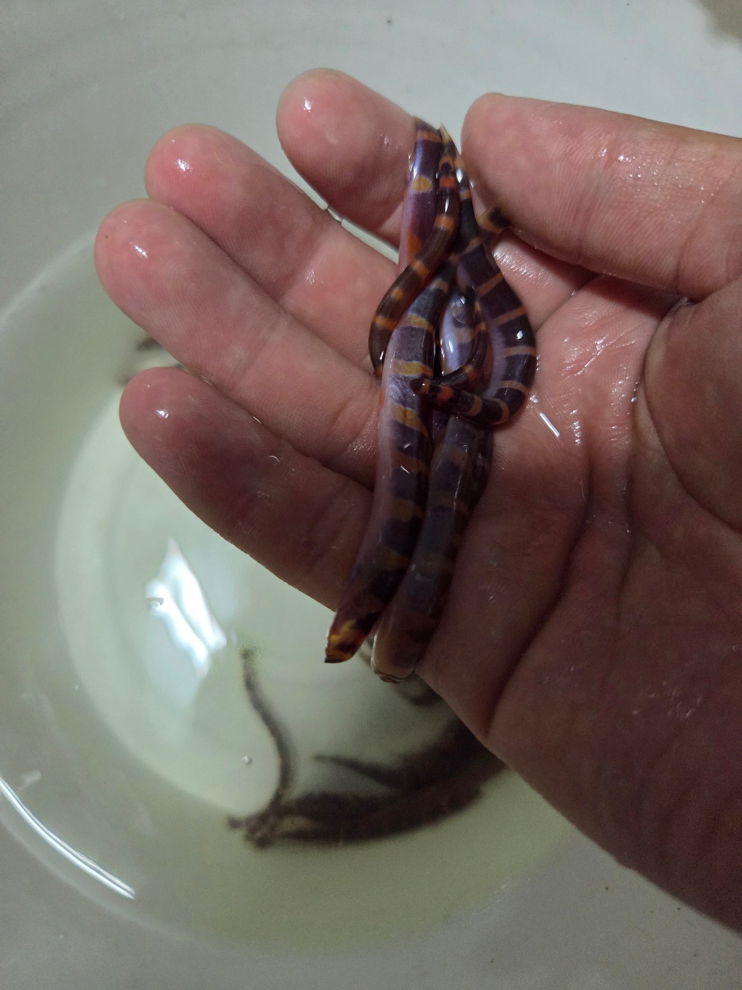 蛇魚XXL