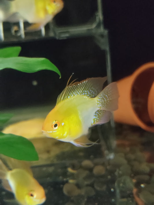 黃金圓球鳳凰XL