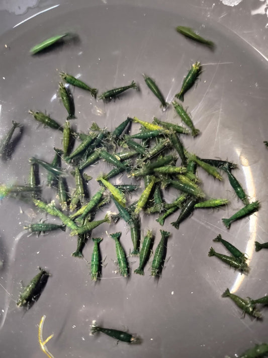 綠寶石蝦10隻