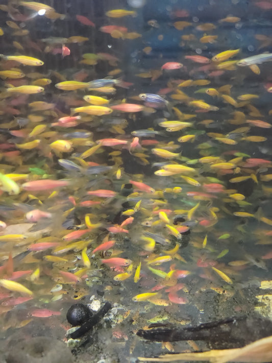 螢光仙子30隻111