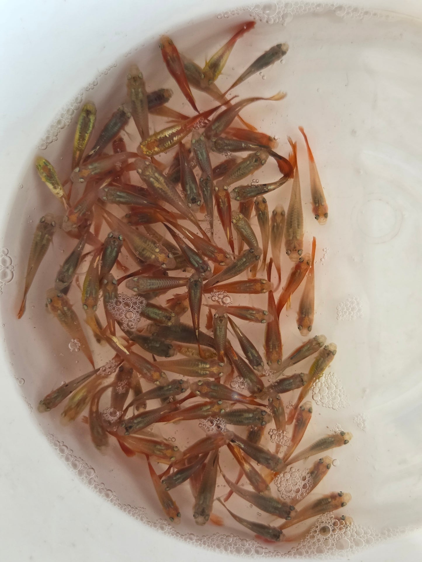 紅尾孔雀（大）一兩