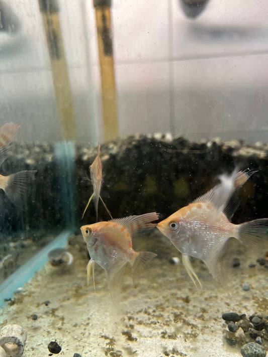 紅頭鑽石神仙