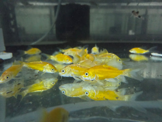 德國黃金龍鯉