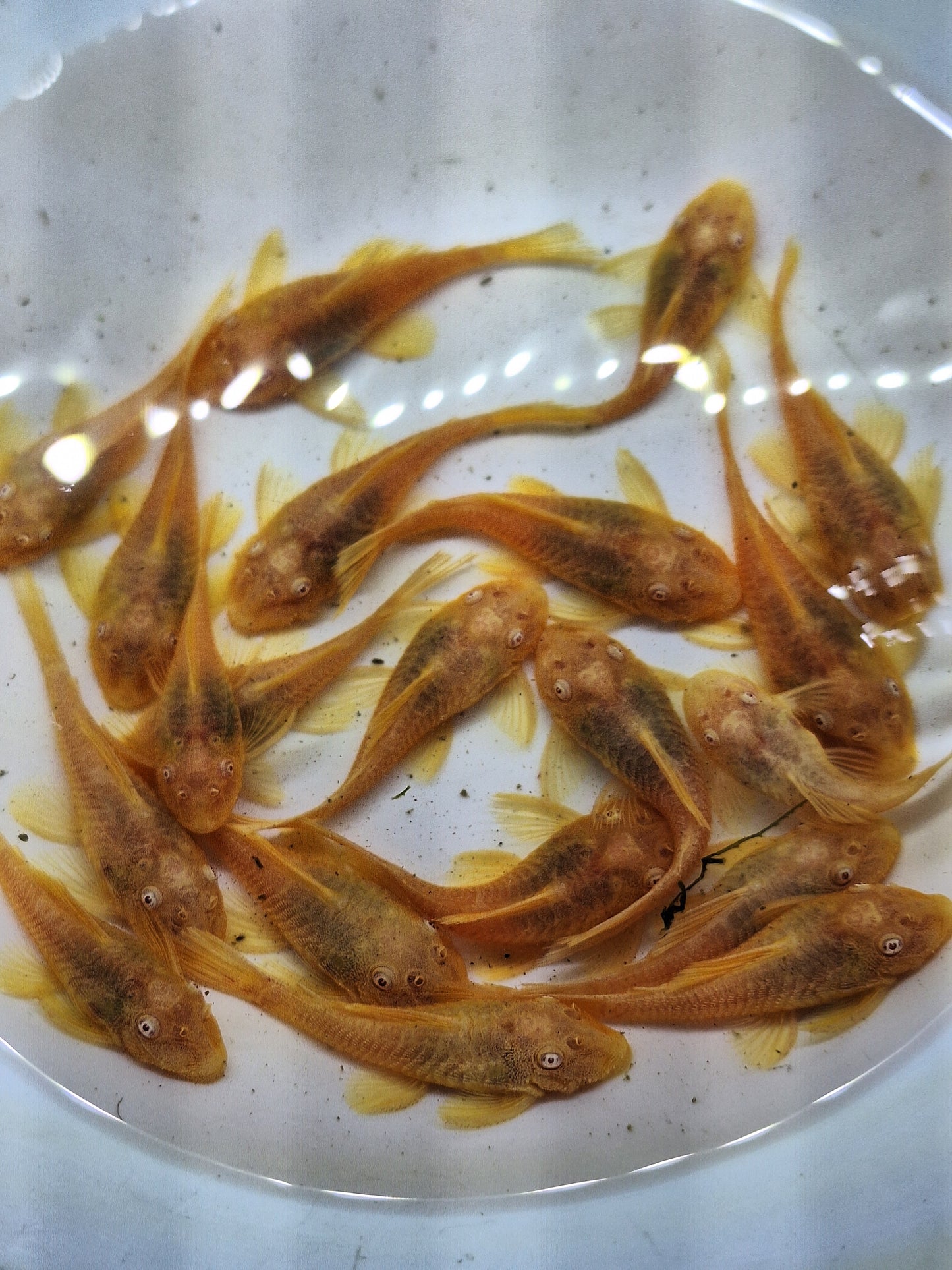 24k鬍子約3CM