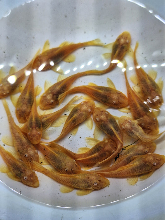 24k鬍子約3CM