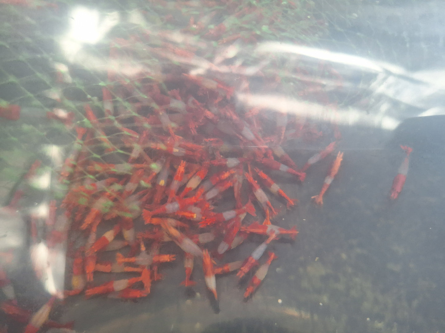 小紅琉璃50隻111