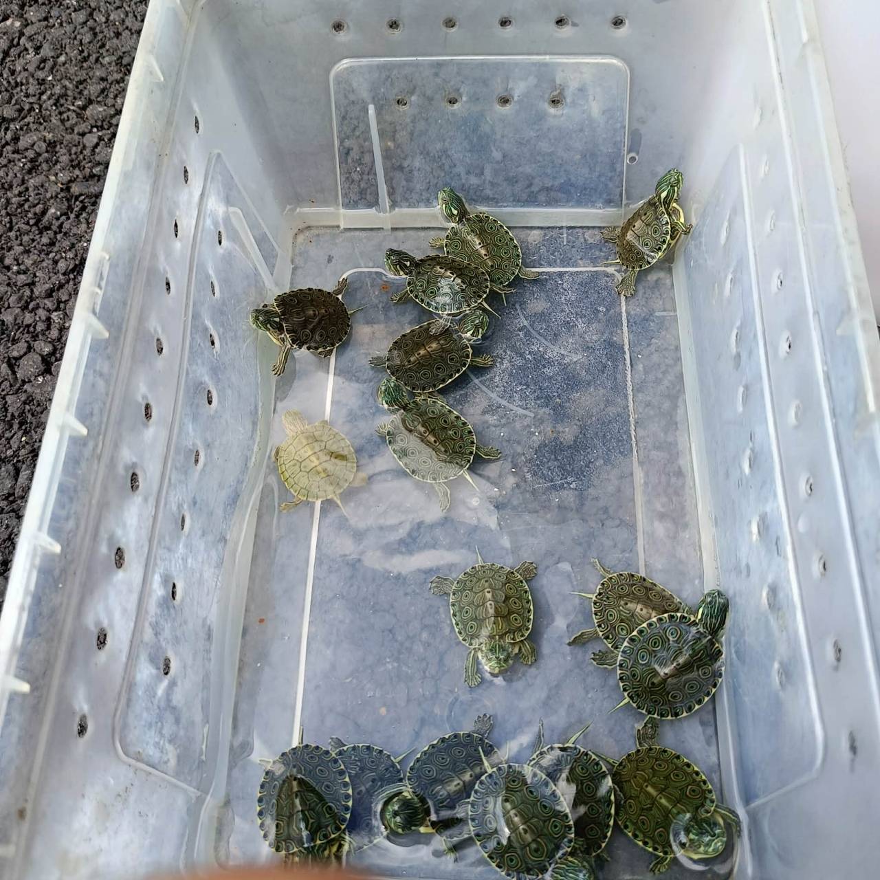 大和甜甜圈