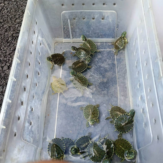 大和甜甜圈