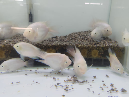 白金鸚鵡特大種魚