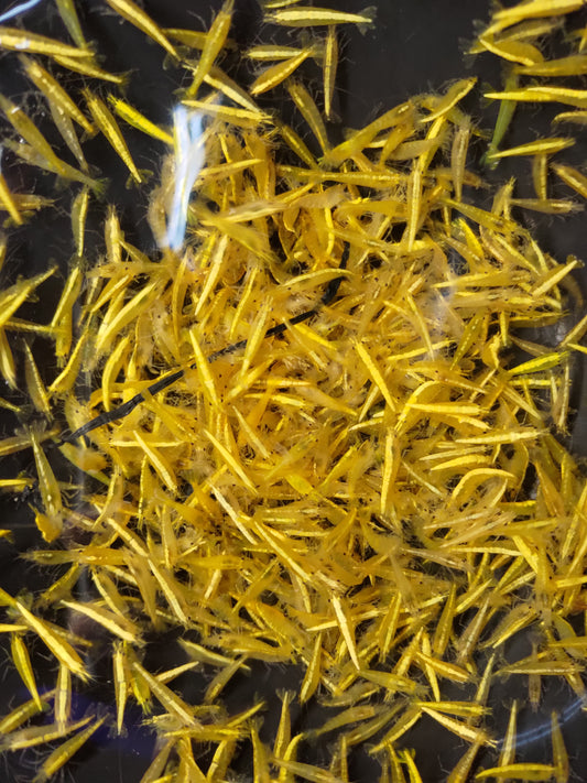 黃金米蝦(買越多送越多)