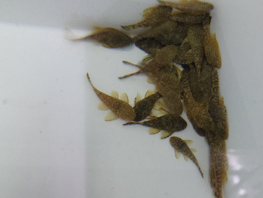 雪花鬍子對魚
