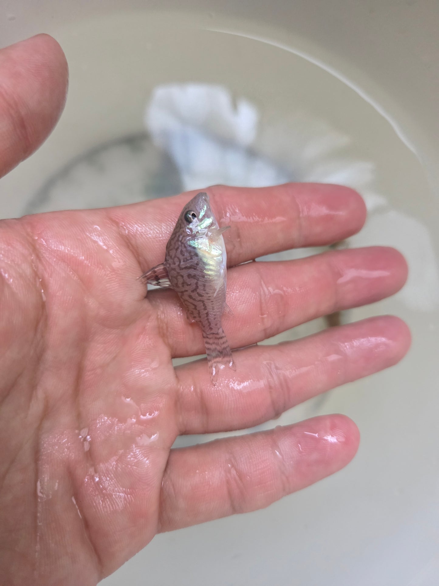 黑翅豹鼠1隻