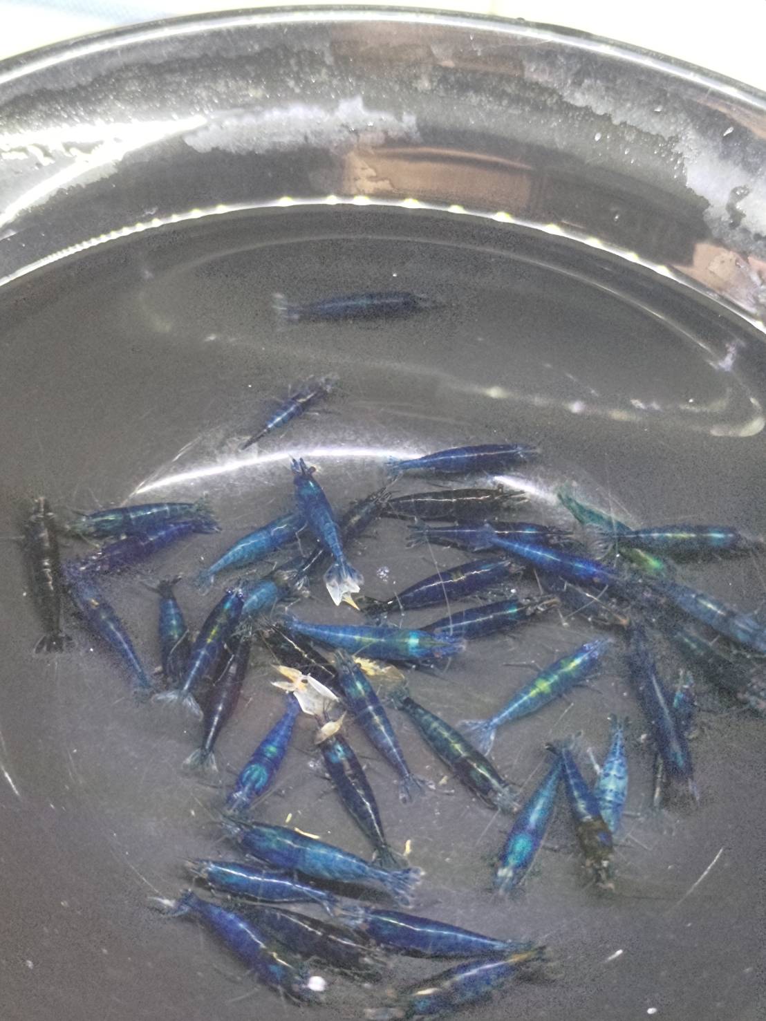 小藍蝦50隻111
