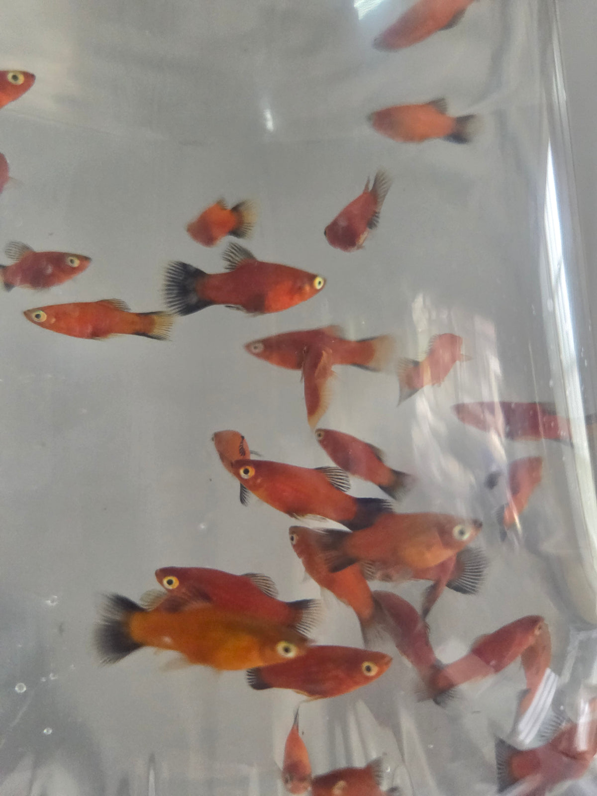 黑尾太陽15隻