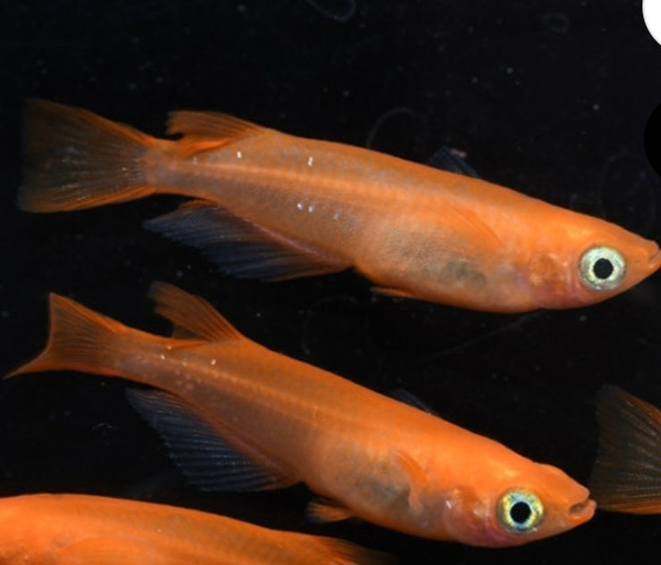 粉紅稻田魚10隻